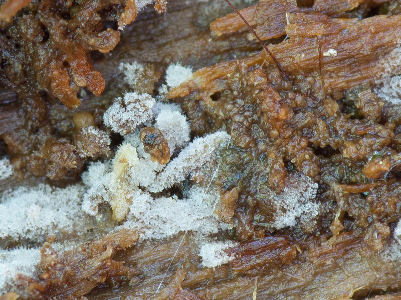 Stypellopsis hyperborea